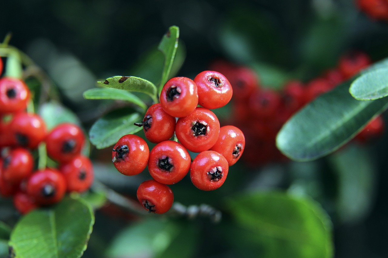 核心布局的 核心布局的